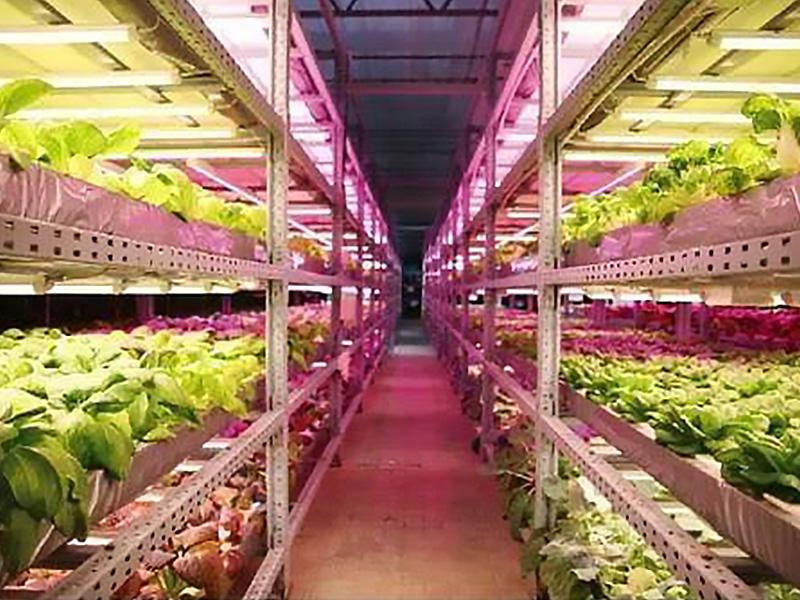 LED植物照明工厂将成为中国名片